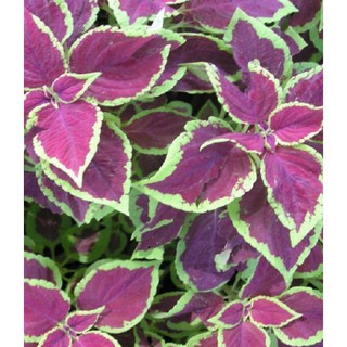 Hạt giống hoa Tía tô tây Mix