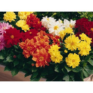 HẠT GIỐNG HOA THƯỢC DƯỢC LÙN
