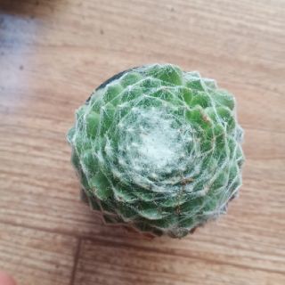 9 Loại sen đá Phật Bà