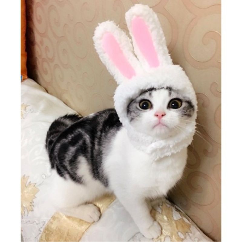Nón Tai Thỏ Cute Dành Cho Boss