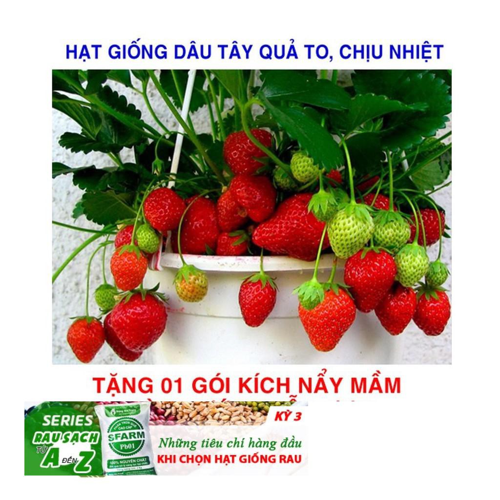 Hạt giống Dâu tây Nhật quả TO, siêu ngọt (100 hạt)