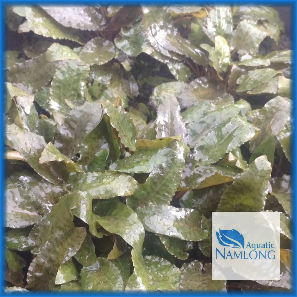 Tiêu thảo nâu - Cây thủy sinh dễ trồng trang trí bể cá