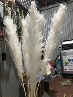 Cỏ lau decor ( giá 1 cành)