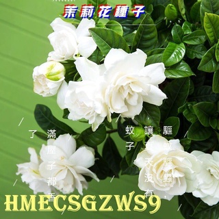 Hạt giống cây dành dành lên nhanh gói 30h