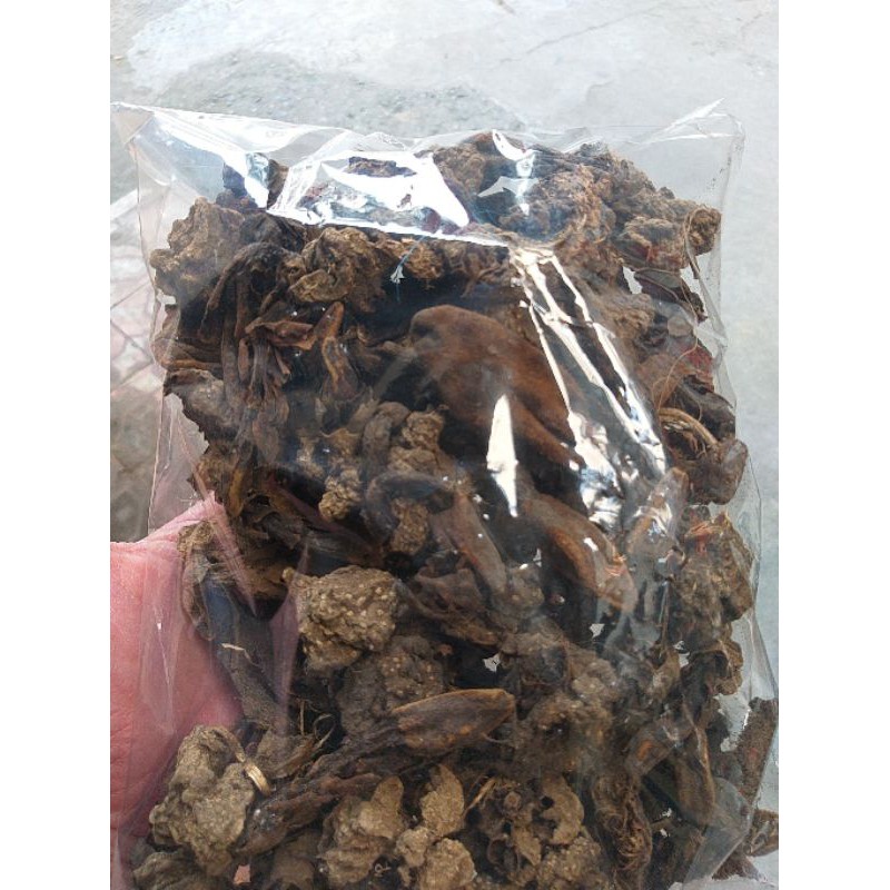 Nấm Ngọc Cẩu Tây Bắc | BigBuy360 - bigbuy360.vn