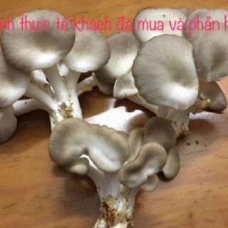 Phôi nấm bào ngư xám