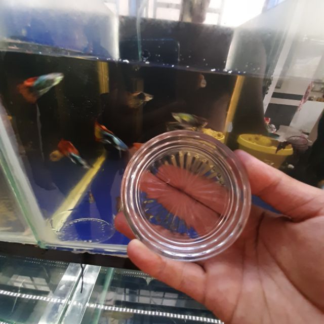 Dĩa thủy tinh cho cá cảnh ăn