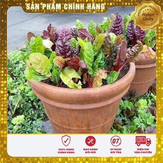 COMBO 2 gói hạt giống rau cải cầu vồng TẶNG 1 phân bón