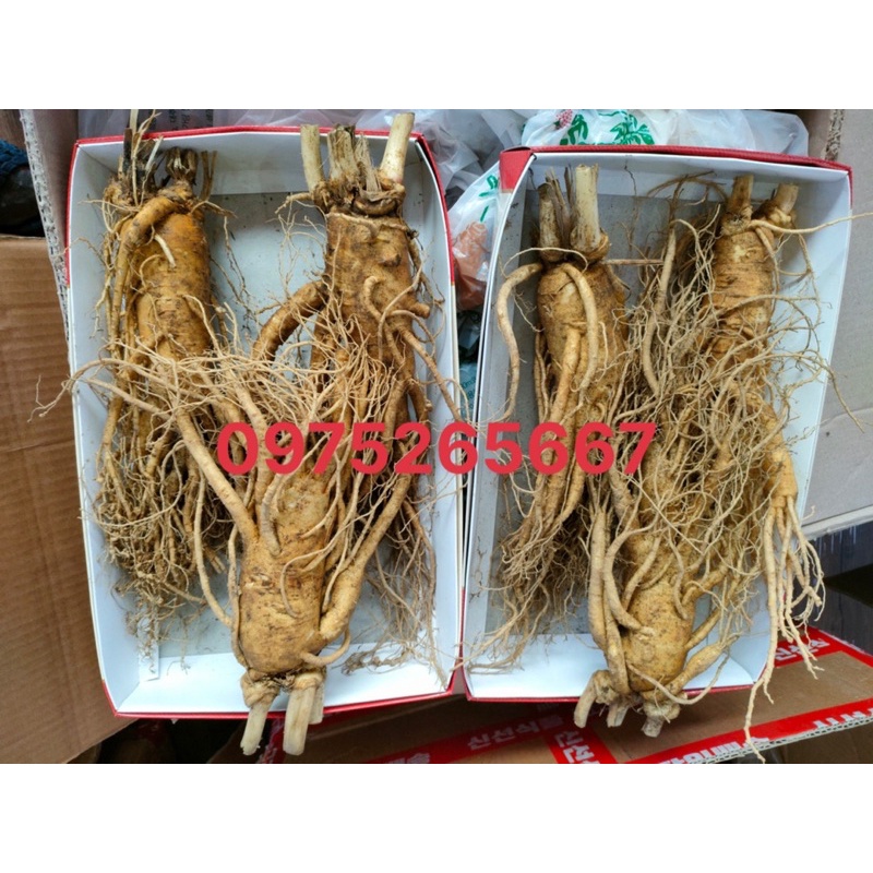 SÂM TƯƠI HÀN QUỐC HÀNG HIẾM 2 CỦ VÀ 3 CỦ/1kg