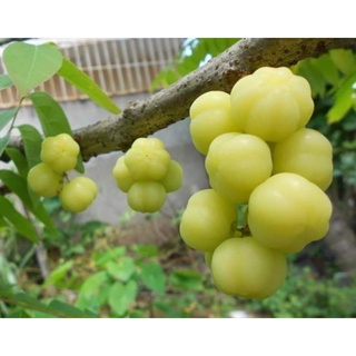 Cây giống chùm ruột chua ( chuẩn giống siêu sớm trái )
