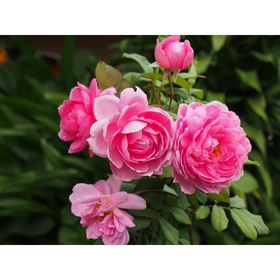 ( HOT ) Chế phẩm Đậu tương lên men 250ml chuyên dùng cho hoa và cây cảnh