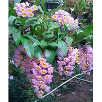 Hoa lan kiều tím. trắng, vàng