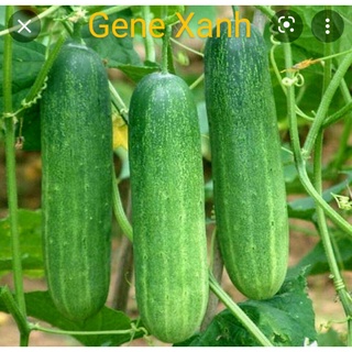 1gr hạt giống dưa chuột chịu nhiệt #dua#chuot#chiu#nhiet