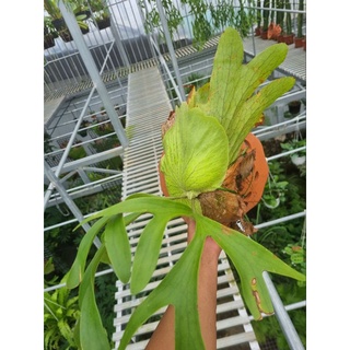 Cây ổ rồng - cây đã thuần dưỡng (Platycerium grande)