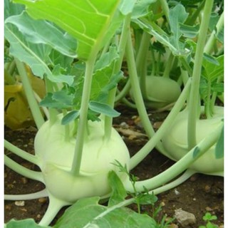 200h-hạt giống xu hào xanh