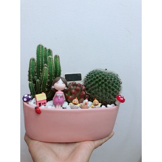 Chậu sen đá mix