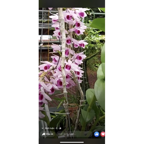 Hoa phong lan  phi điệp cửu long cao phong
