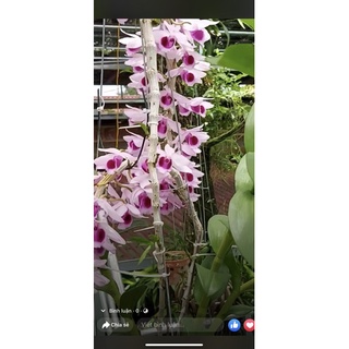 Hoa phong lan (kie) phi điệp cửu long cao phong