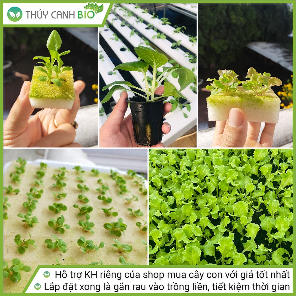 Trụ trồng rau Thủy Canh Bio - 50 hốc trồng rau, giữ nước và chống cúp điện phiên bản 2021