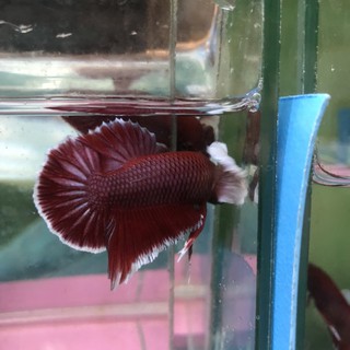 BETTA DUMBO LAVENDER