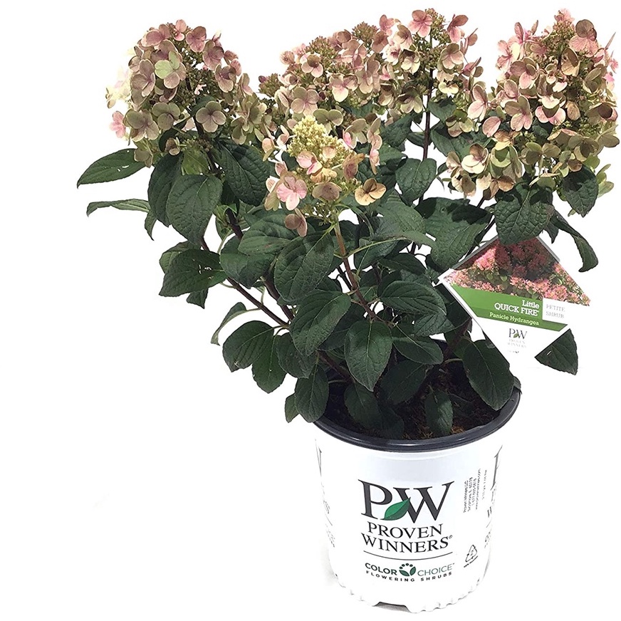 HẠT GIỐNG Hoa cẩm tú cầu Cháy nhanh chóng, 2 Gallon Premier Plant Solutions 19819 Đã được chứng minh Người chiến thắng