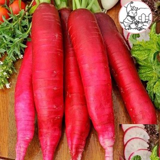 HẠT CỦ CẢI ĐỎ DÀI - GÓI 5 GRAM