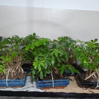 Cây Ngũ Da Bì bonsai ( đã bao gồm chậu )
