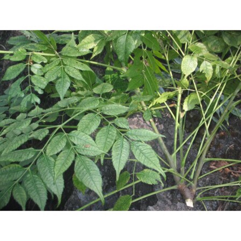 1kg lá xoan tươi - bệnh ghẻ