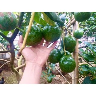 Bơ Đà Lạt - Lâm Đồng