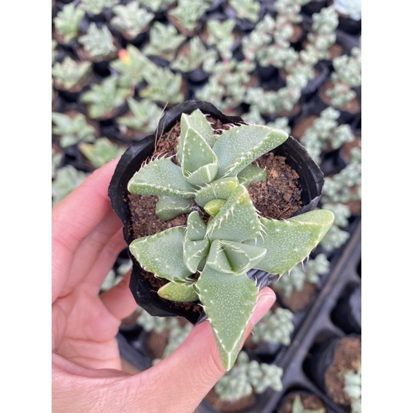 Sen Đá Hàm Cá Sấu Size Bầu 5cm Hư 1 Đổi 1