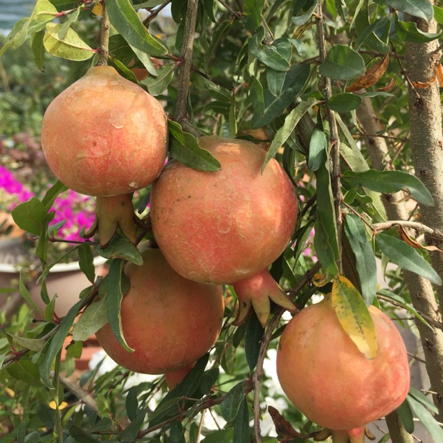 Cây Lựu kiểng