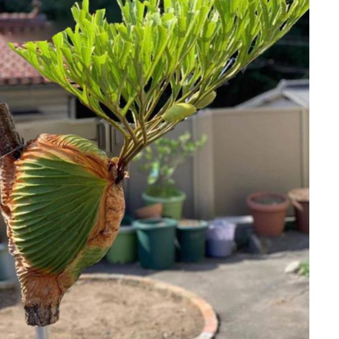 Giay Ridleyi 11 11 Platycerium Chất Lượng Cao Gia Cạnh Tranh