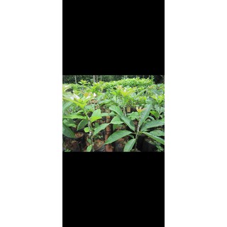 cây giống bơ both 7 ( 3 NĂM CHO TRÁI )