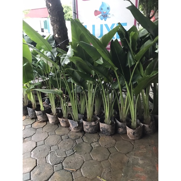 Chuối rẻ quạt