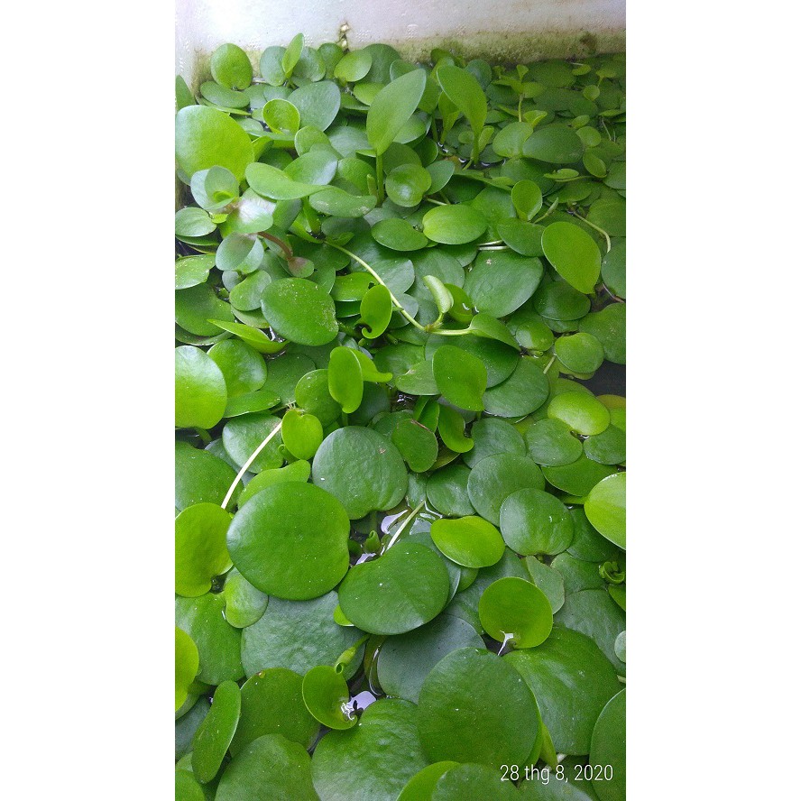 Bèo nhật - Cây thủy sinh