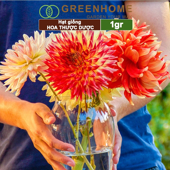 Hạt giống hoa Thược dược mix Greenhome, gói 1gr, dễ trồng, sai hoa, màu rực rỡ H05