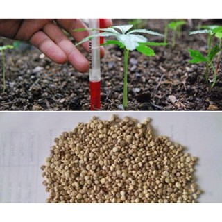 Hạt giống Nhân sâm -5 hạt