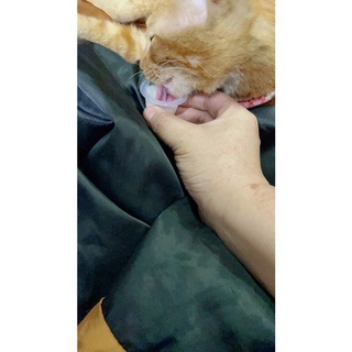 PUDDING THẠCH SỮA DÊ CHO MÈO