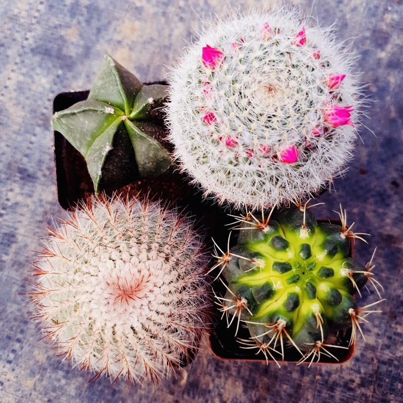 Xương rồng Sonda garden mix 5 loại khác nhau size 5-7cm, cây cảnh trang trí nhà cửa