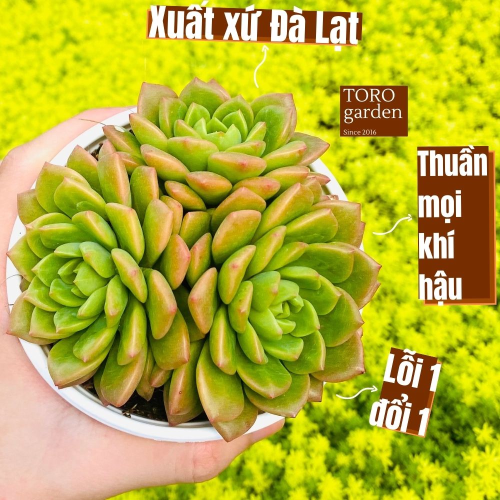 Sen đá mặt trời Đà Lạt size trung bình cây cảnh trang trí nhà cửa Toro garden