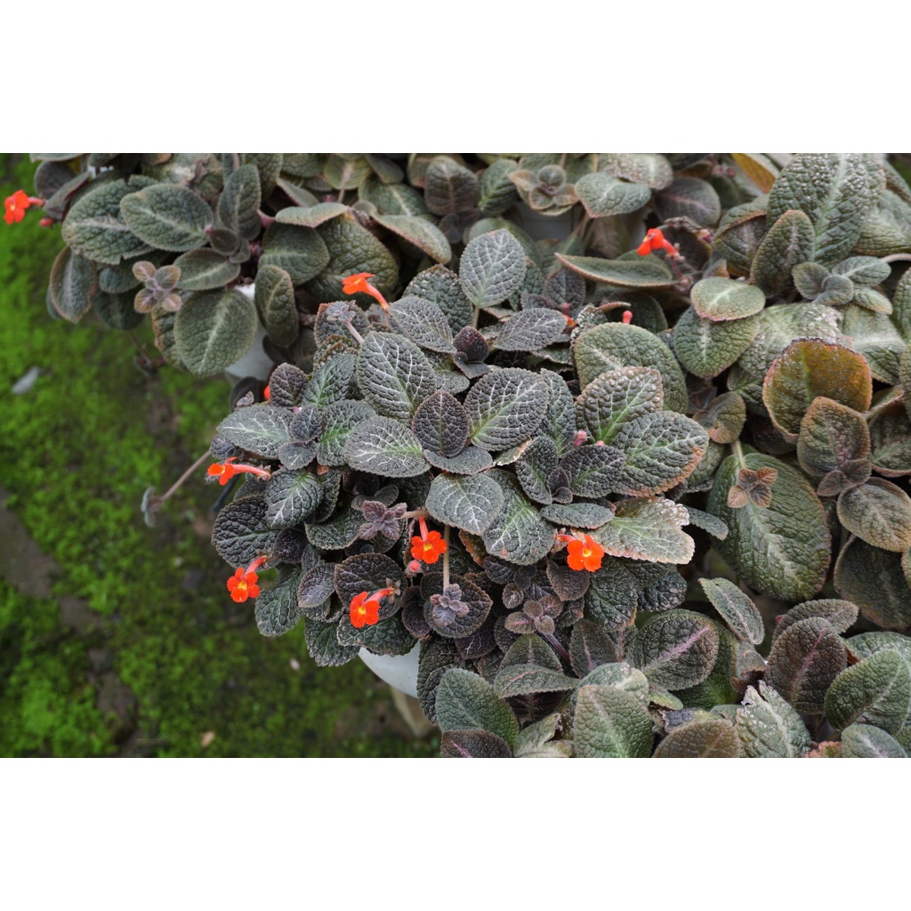 Cây Ấm Kiếm Chậu Treo - Episcia cupreata Hanst