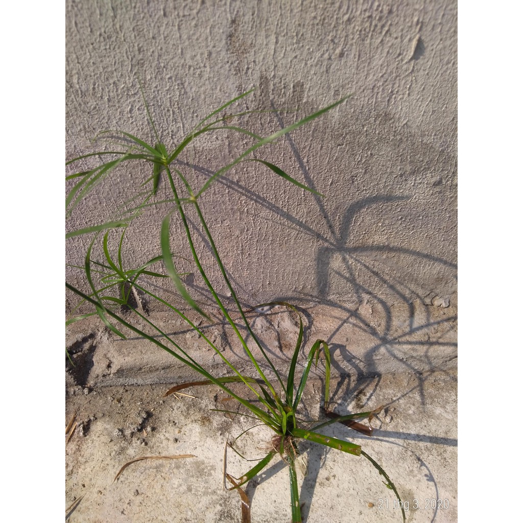 Cây thủy trúc - Cây thủy sinh