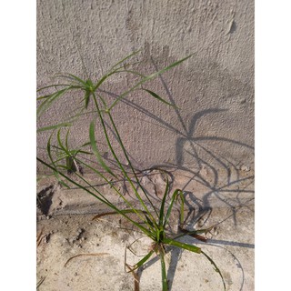 Cây thủy trúc - Cây thủy sinh (1 cây con cao khoảng 20 - 30 cm)