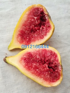 Sung cẩm thạch mỹ