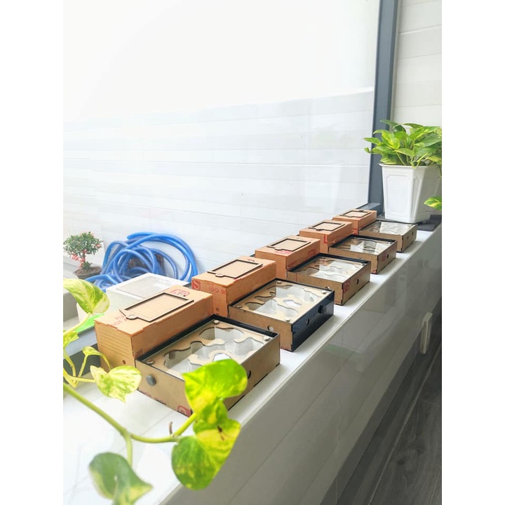 Hộp nuôi kiến - N03 - Nuôi kiến - Ant farm - Formicarium  - Chuồng nuôi kiến - Tank kiến - Có trang trí ngẫu nhiên