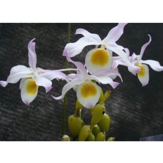 Hoa Lan  chuỗi ngọc(1 bó)