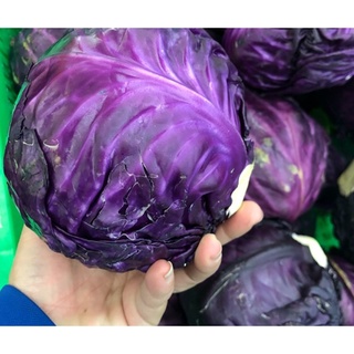Hạt giống Bắp Cải Tím (0.5 gram)