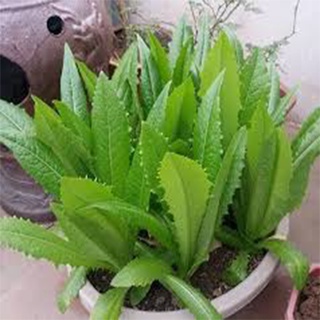 1 lạng hạt giống rau diếp thơm