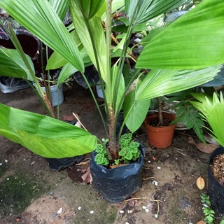 Cây Kè Nhật
