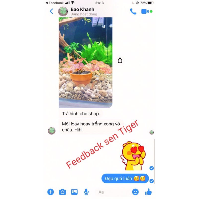Cây Thuỷ Sinh SEN TIGER | Củ Sen Tiger Mini Thủy Sinh
